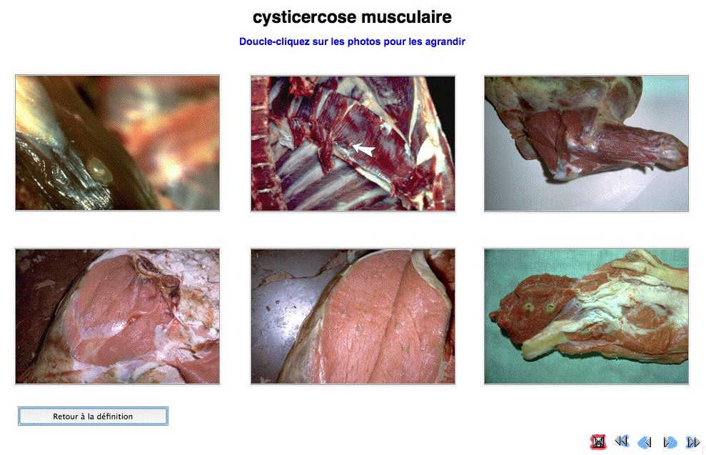 Photographies de cysticercose musculaire