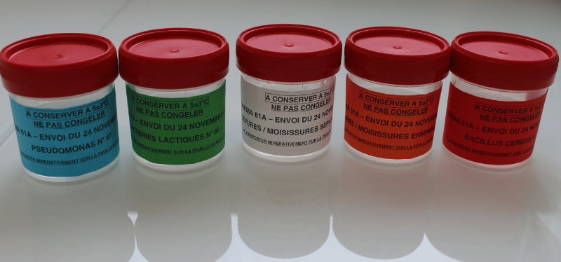 Photo de quatre pots contenant une matrice gélifiée avec les noms des bactéries sur chaque pot